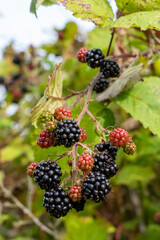 Port Townsend, Washington State, USA. Blackberries on the vine in varying stages of ripeness.