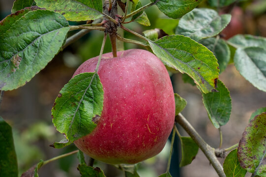 Port Townsend, Washington State, USA. Close-up of a Dwarf Cosmic Crisp Apple growing on the tree.