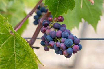 Port Townsend, Washington State, USA. Marechal Foch grapes growing on the vine. They are an inter-specific hybrid French red wine grape variety.