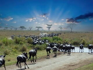 Wildebeest herd crossing river during migration in serengeti national park