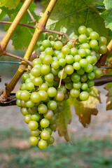 Port Townsend, Washington State, USA. Yellow grapes on the vine ready to harvest.