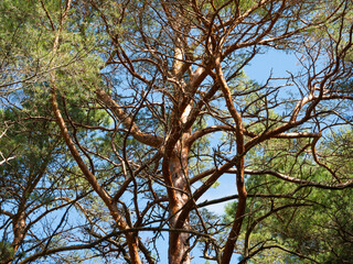Fototapeta premium Branches of a tree