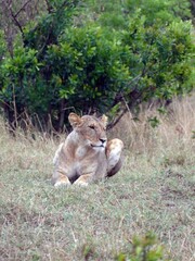 Lioness resting in the african savanna grassland near bushes