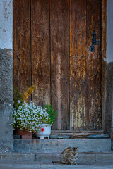 Old door with flower pot at the entrance.