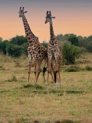 Two giraffes standing together in the african savanna