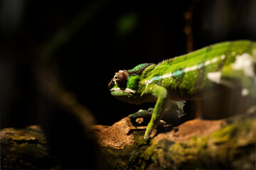 Panther chameleon amazing photo in the nature