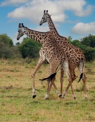 Two giraffes walking on grassland in maasai mara national reserve