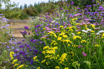 Obraz premium Port Townsend, Washington State, USA. Statice flowers for sale to cut in a commercial flower garden