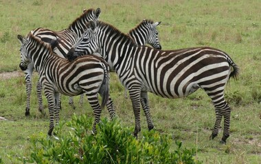 Zebras grazing in maasai mara national reserve with safari vehicle in background