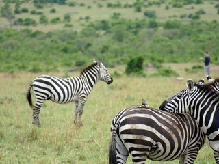 Fototapeta premium Zebras grazing in african savanna with oxpecker bird on back