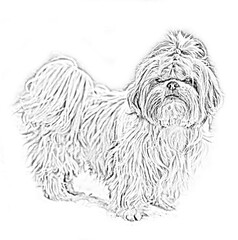lithograph picture coloring book shih tzu dog 
