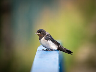 A young barn swallow sits on a fence