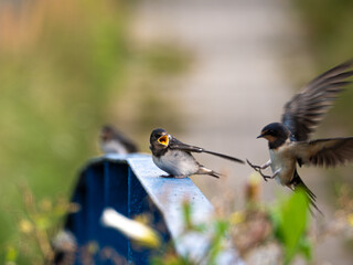 A young barn swallow wants food