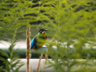 Kingfisher on the handrail