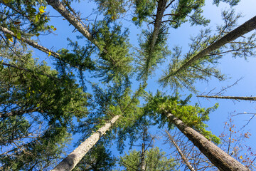 May Valley County Park, Issaquah, Washington State, USA. Looking up at Douglas fir trees.