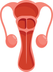 Anatomical illustration of the female reproductive organs, highlighting uterus, fallopian tubes, and ovaries for educational purposes