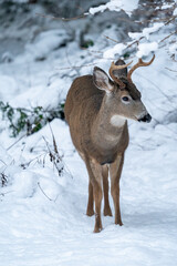 Issaquah, Washington State, USA. Young mule deer buck in snow.
