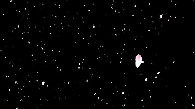 舞い落ちるたくさんの桜の花びらの素材（アルファチャンネル付き）