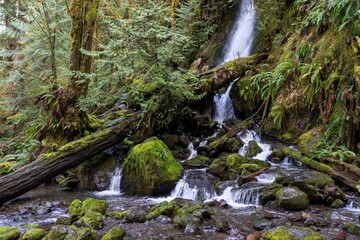 Quinault, Washington State, USA. Merriman Falls in the Quinault Rainforest.
