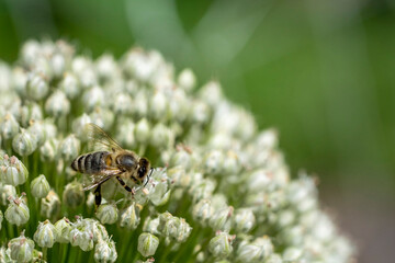 Issaquah, Washington State, USA. Onion seedhead (gone to seed), being pollinated by a honeybee.