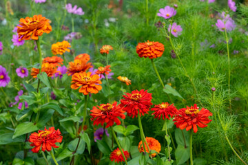Fototapeta premium Bellevue, Washington State, USA. Red Elegant Zinnia flowers in the foreground and Garden Cosmos in the background.