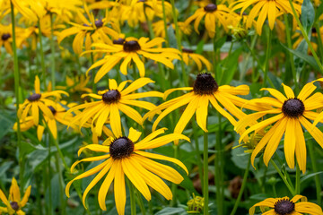 Bellevue, Washington State, USA. Goldstrum Black-eyed Susan flowers.