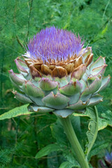 Fototapeta premium Bellevue, Washington State, USA. Globe Artichoke plant in bloom, no longer edible.
