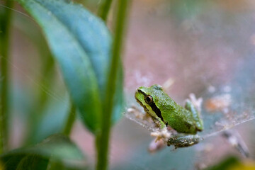 Issaquah, Washington State, USA. Pacific Tree Frog caught in a spider web