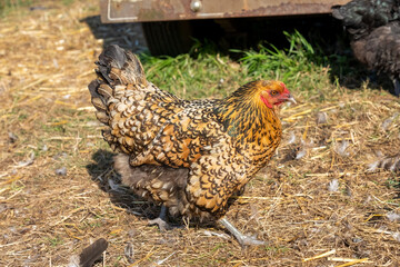 Chimacum, Washington State, USA. Free range Americana hen walking