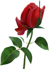 Vibrant red rose in full bloom, showcasing its delicate petals and lush green leaves. The detailed illustration highlights the natural beauty and elegance of this classic flower