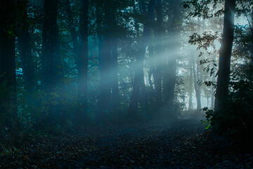 Poranne promienie słońca przebijające się przez mglę w lesie © Pavlo