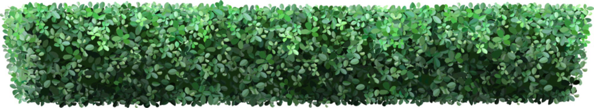 Lush green hedge creating a natural privacy screen, enhancing the tranquility and beauty of any garden or landscape with its vibrant leaves and dense foliage