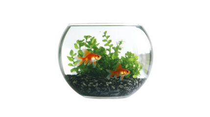 Two goldfish swimming in a fishbowl with transparent background