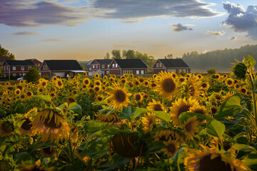 Sunflower flowers growing in a field © Pavlo