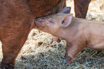 Chimacum, Washington State, USA. Tamworth pig sow and piglet nursing © Danita Delimont