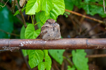 Ladder-tailed Nightjar Hydropsalis climacocerca, Large nightjar of tropical lowlands, often found near waterways.