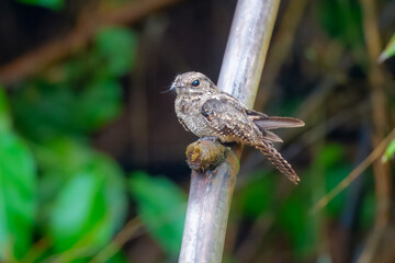 Ladder-tailed Nightjar Hydropsalis climacocerca, Large nightjar of tropical lowlands, often found near waterways.