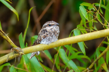Ladder-tailed Nightjar Hydropsalis climacocerca, Large nightjar of tropical lowlands, often found near waterways.