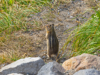 USA, Washington State, Mount Rainier National Park. Golden Mantled Ground Squirrel (Spermophilus lateralis), standing on hind legs