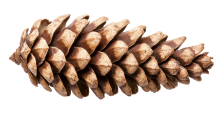 Single pine cone laying on transparent background