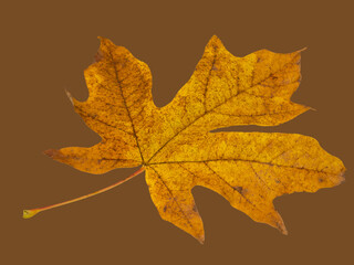USA, Washington State. Big leaf maple leaf on chocolate brown background