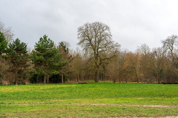 Lush green meadow under an overcast sky with tall trees in autumn