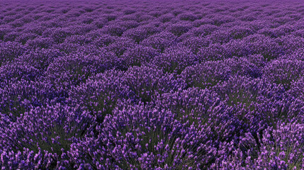 "Lavender Flower Field &ndash; Beautiful Lavender Blooms in a Serene Landscape"

