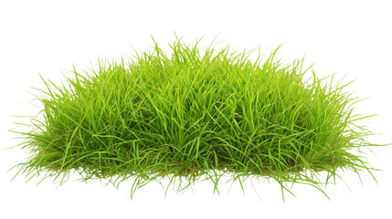Green grass growing on transparent background for easy integration