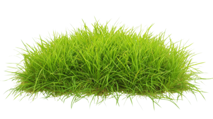 Green grass growing on transparent background for easy integration