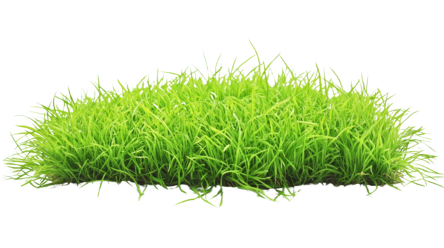 Green grass growing isolated on transparent background
