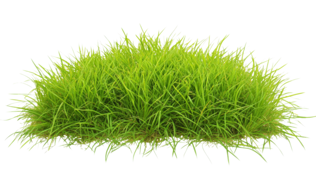 Green grass growing on transparent background for easy integration
