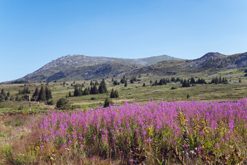 Summer Green Mountain Landscape with pink flowers .Vitosha Mountain ,Bulgaria