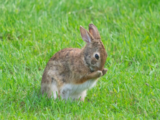 USA, Washington State. Eastern Cottontail Rabbit rubbing nose