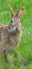 USA, Washington State. Eastern Cottontail Rabbit eating grass, close-up